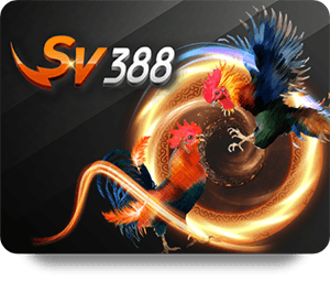 sv388-ไก่ตี ไก่ชน