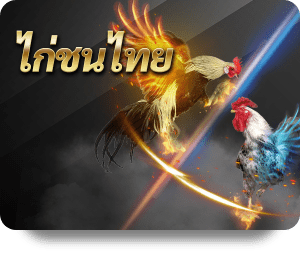 ไก่ชน ไก่ตี